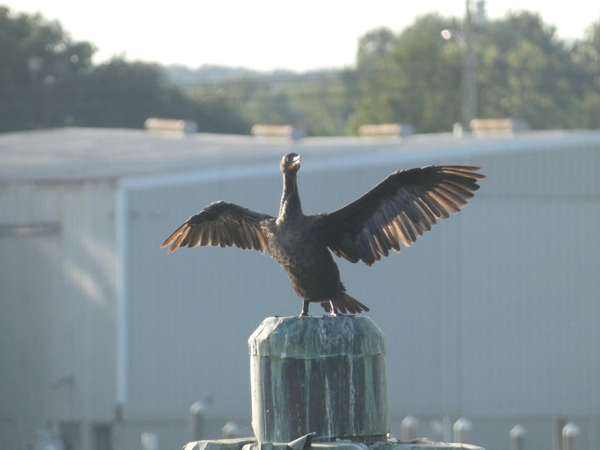 Double-crested Cormorant - Ethan K