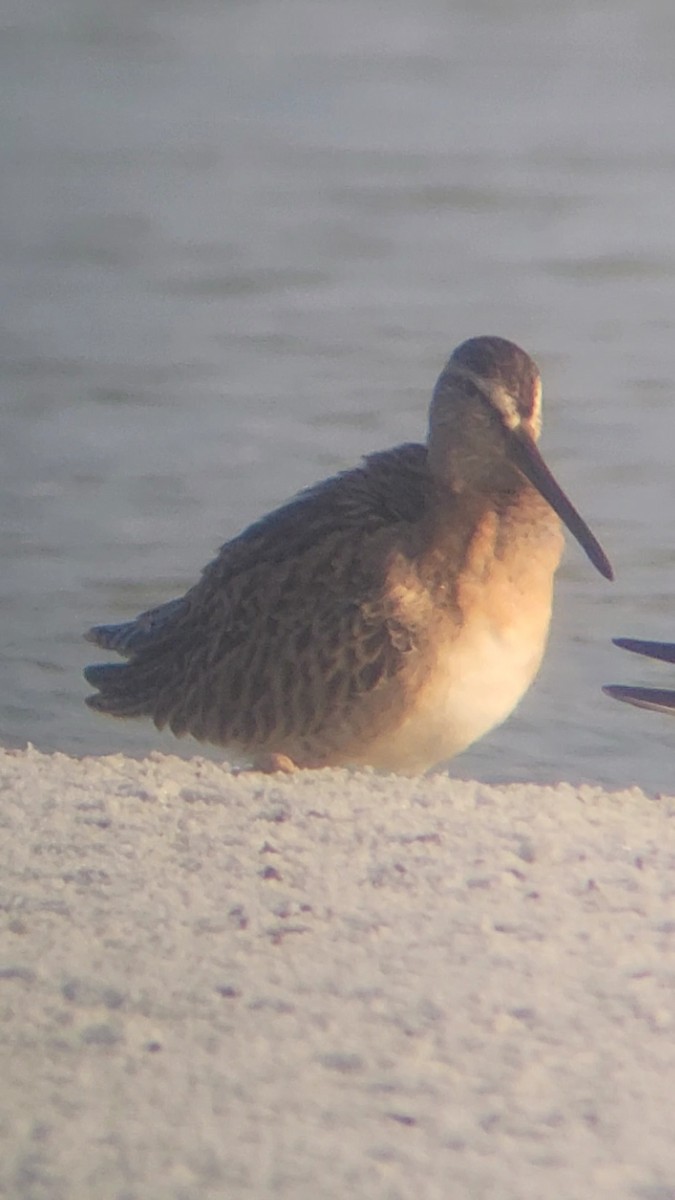 Short-billed Dowitcher - ML608675959