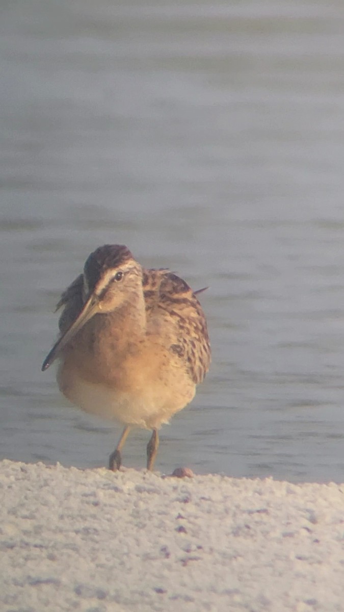 Short-billed Dowitcher - ML608675960