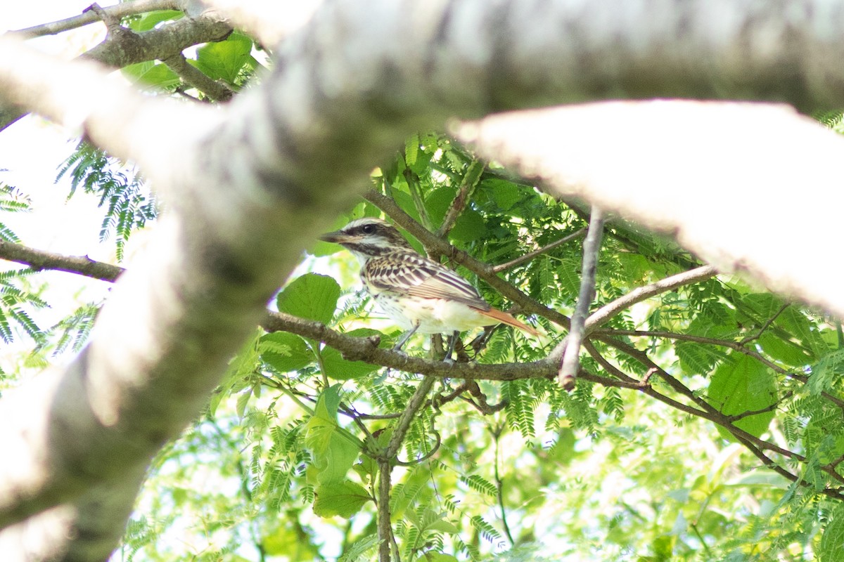 Sulphur-bellied Flycatcher - ML608675961