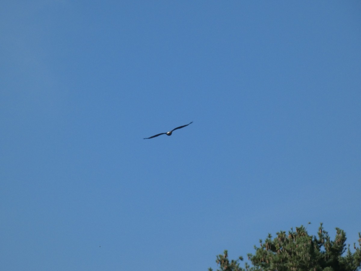 Bald Eagle - ML608676072