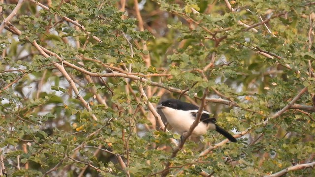 Tropical Boubou - ML608676087