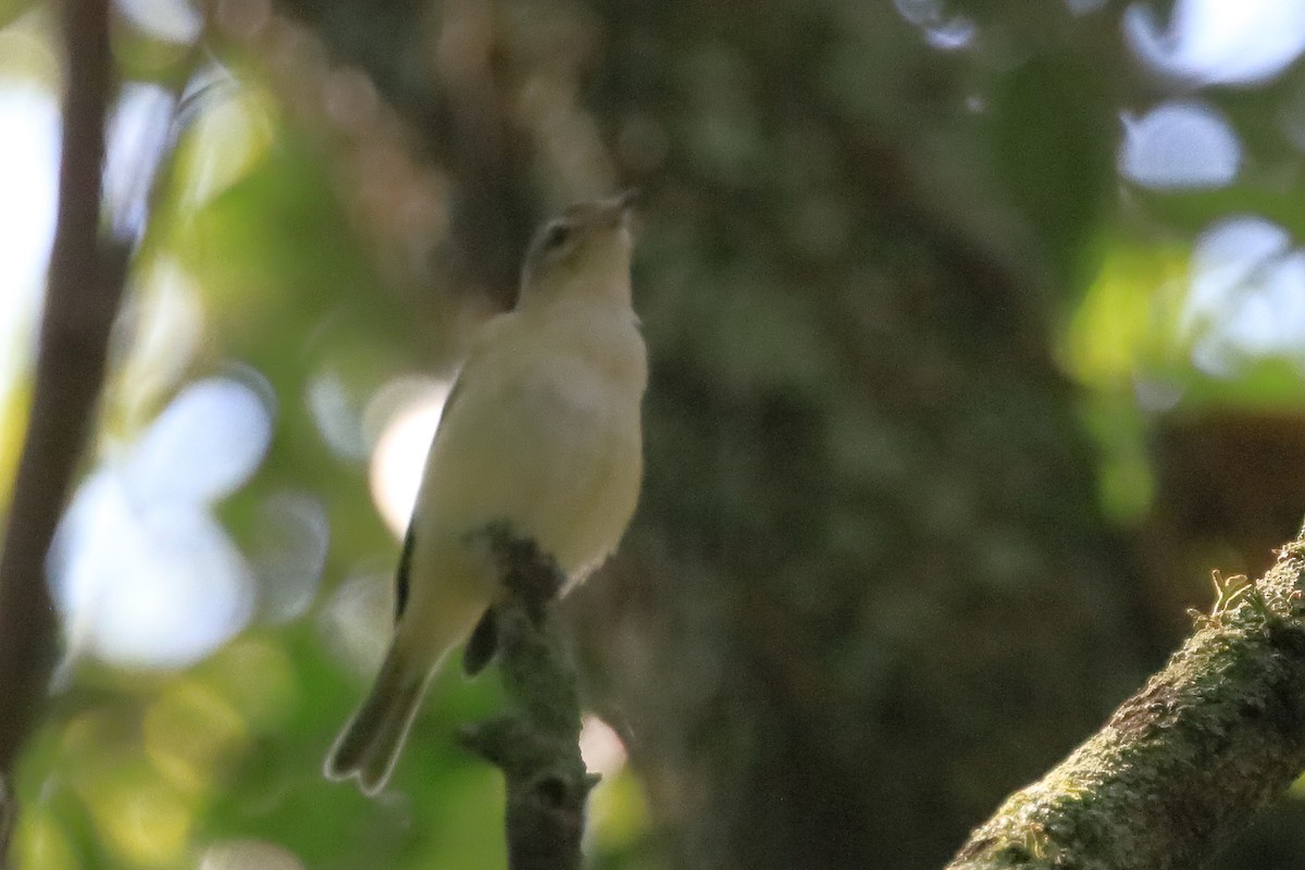 Warbling Vireo - Phil Stouffer