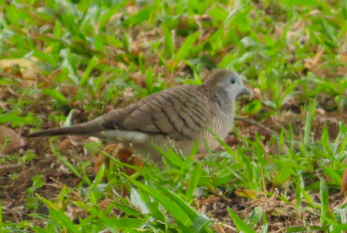 Zebra Dove - ML608676111