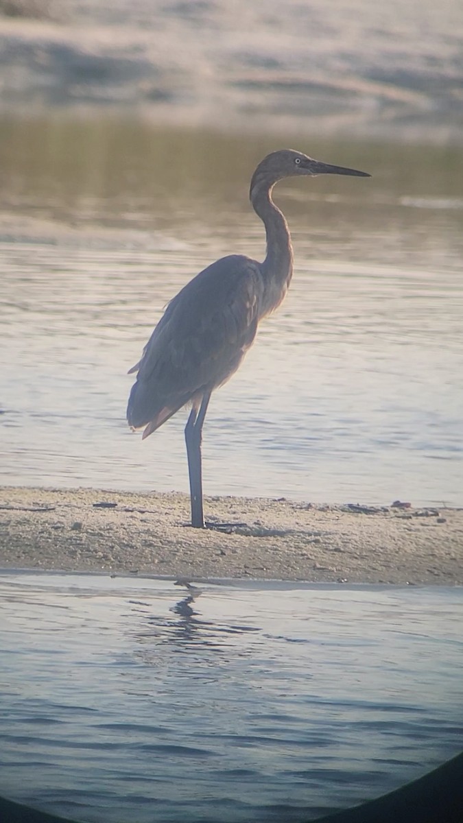 Reddish Egret - Brandon McCracken