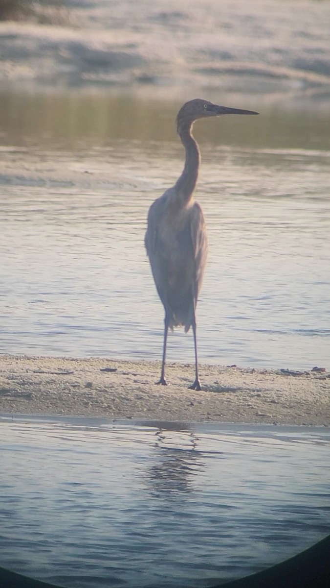 Reddish Egret - ML608676138