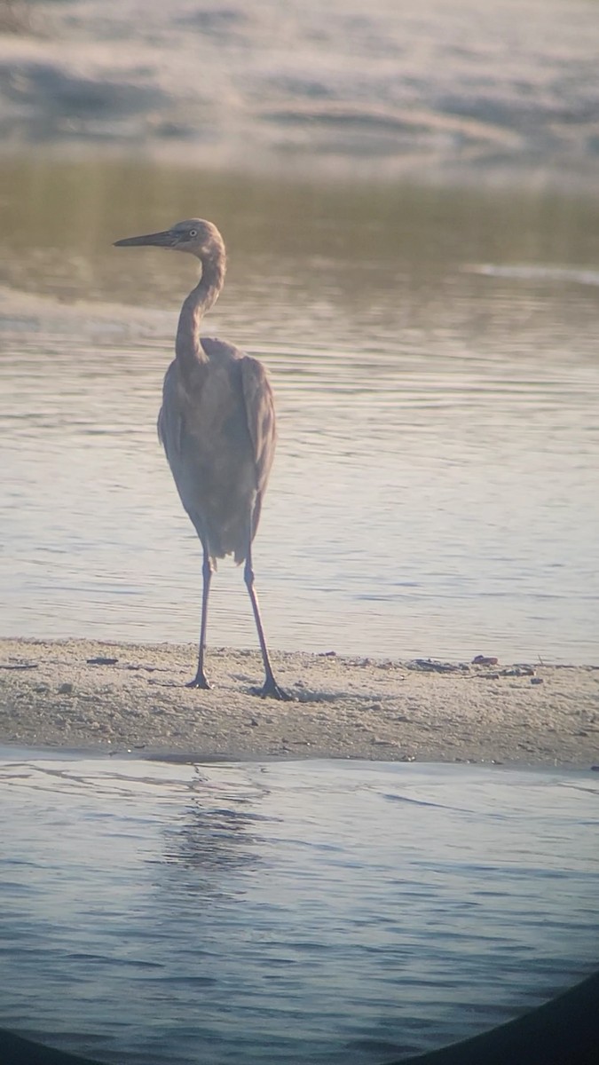 Reddish Egret - ML608676139