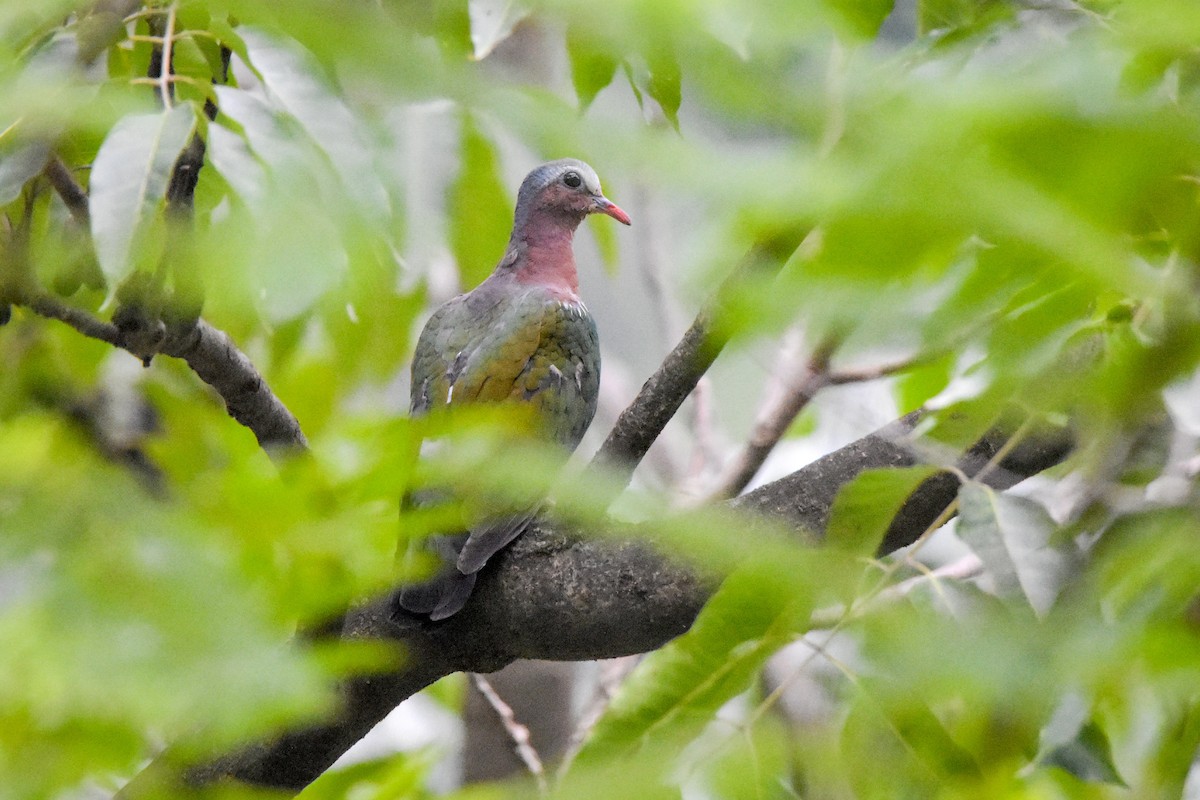Asian Emerald Dove - Madhur Upadhyay
