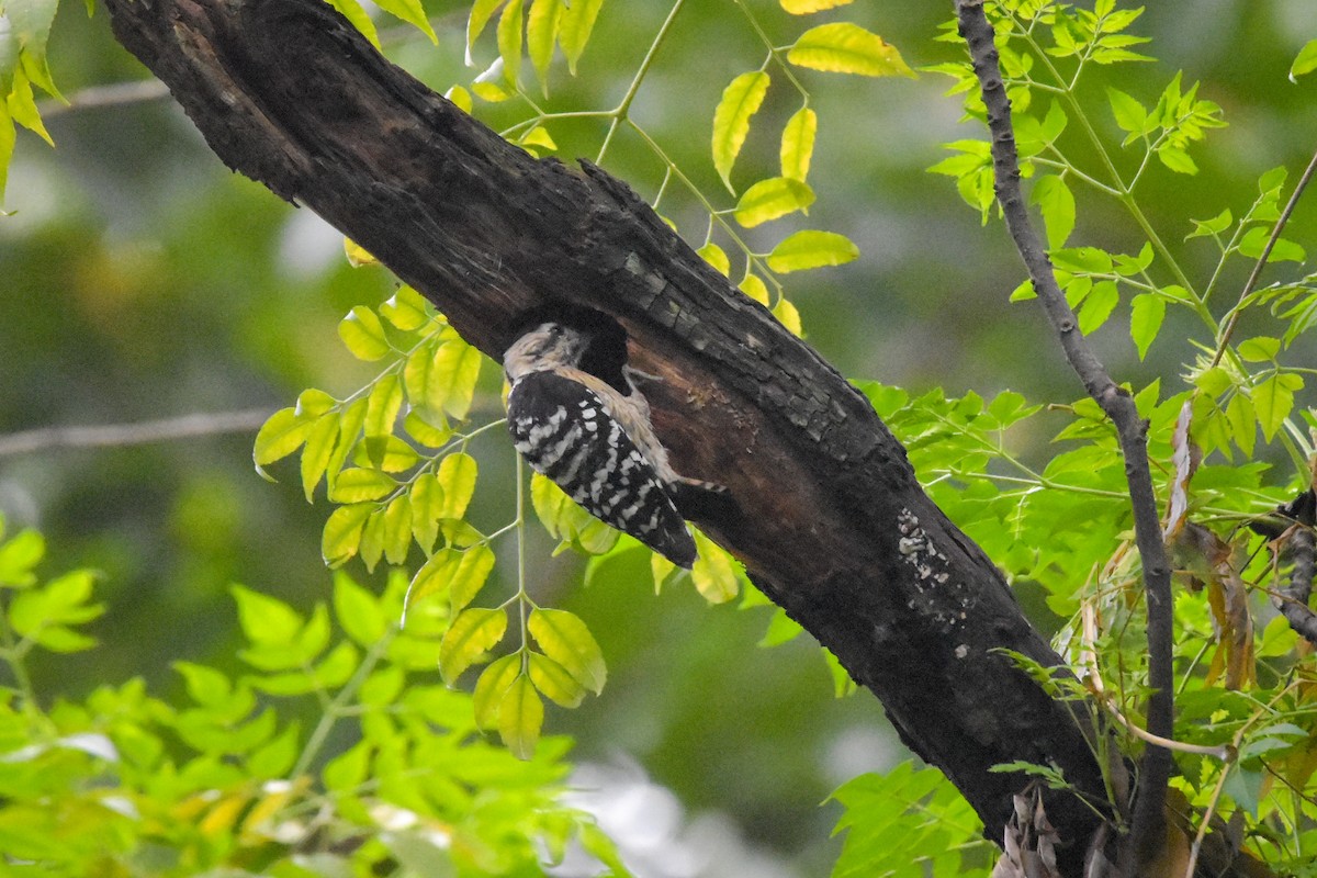 Gray-capped Pygmy Woodpecker - Madhur Upadhyay