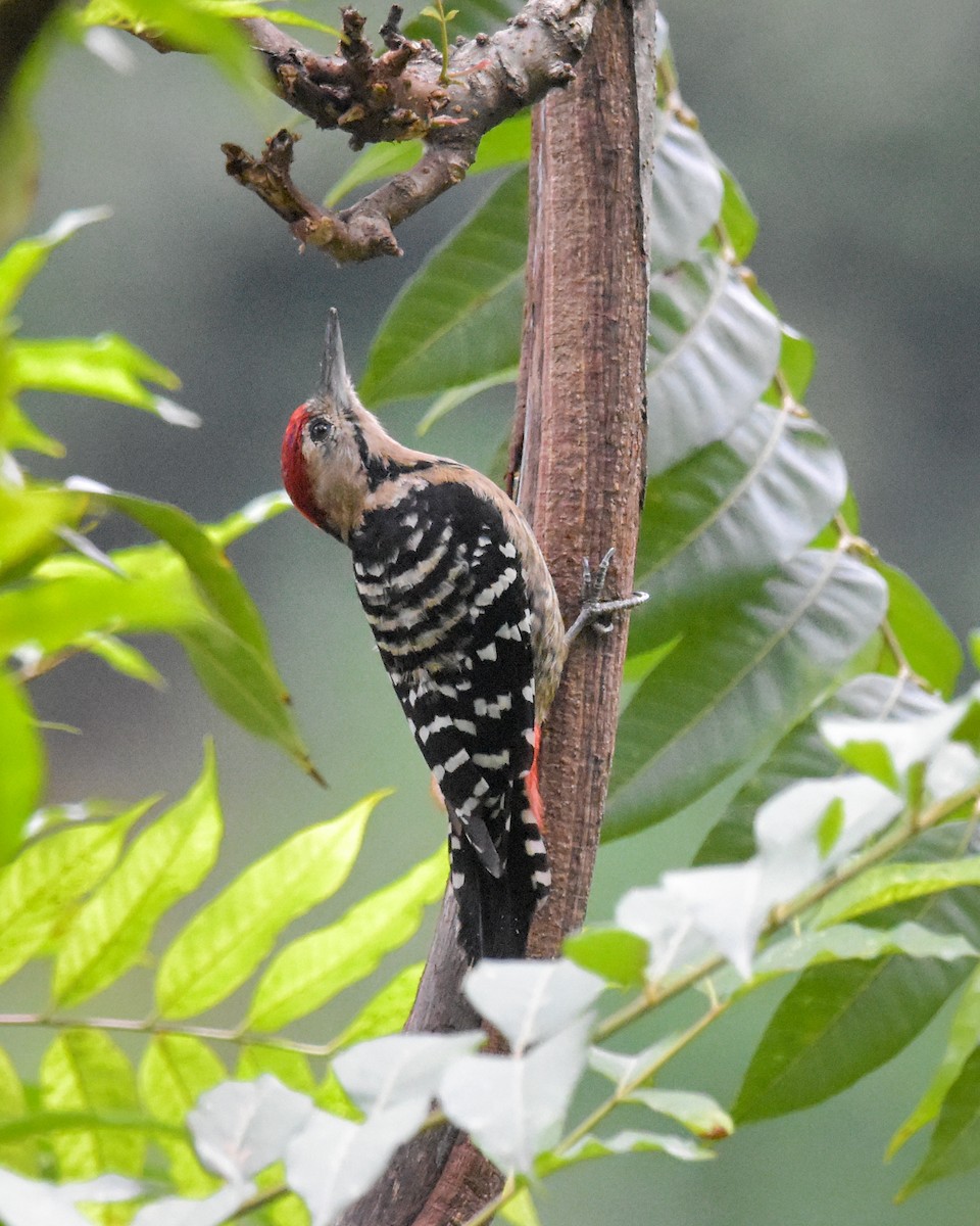 Fulvous-breasted Woodpecker - ML608676152