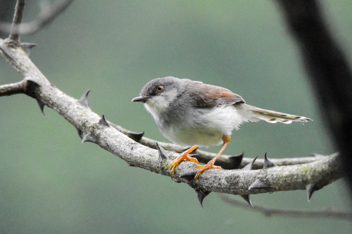 Gray-breasted Prinia - ML608676155