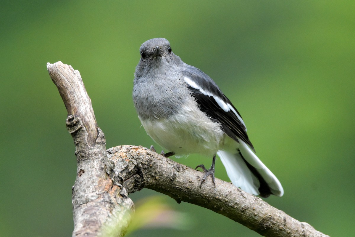 Oriental Magpie-Robin - ML608676159