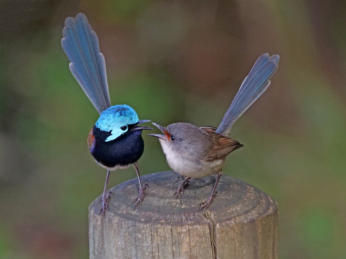 Red-winged Fairywren - ML608676166