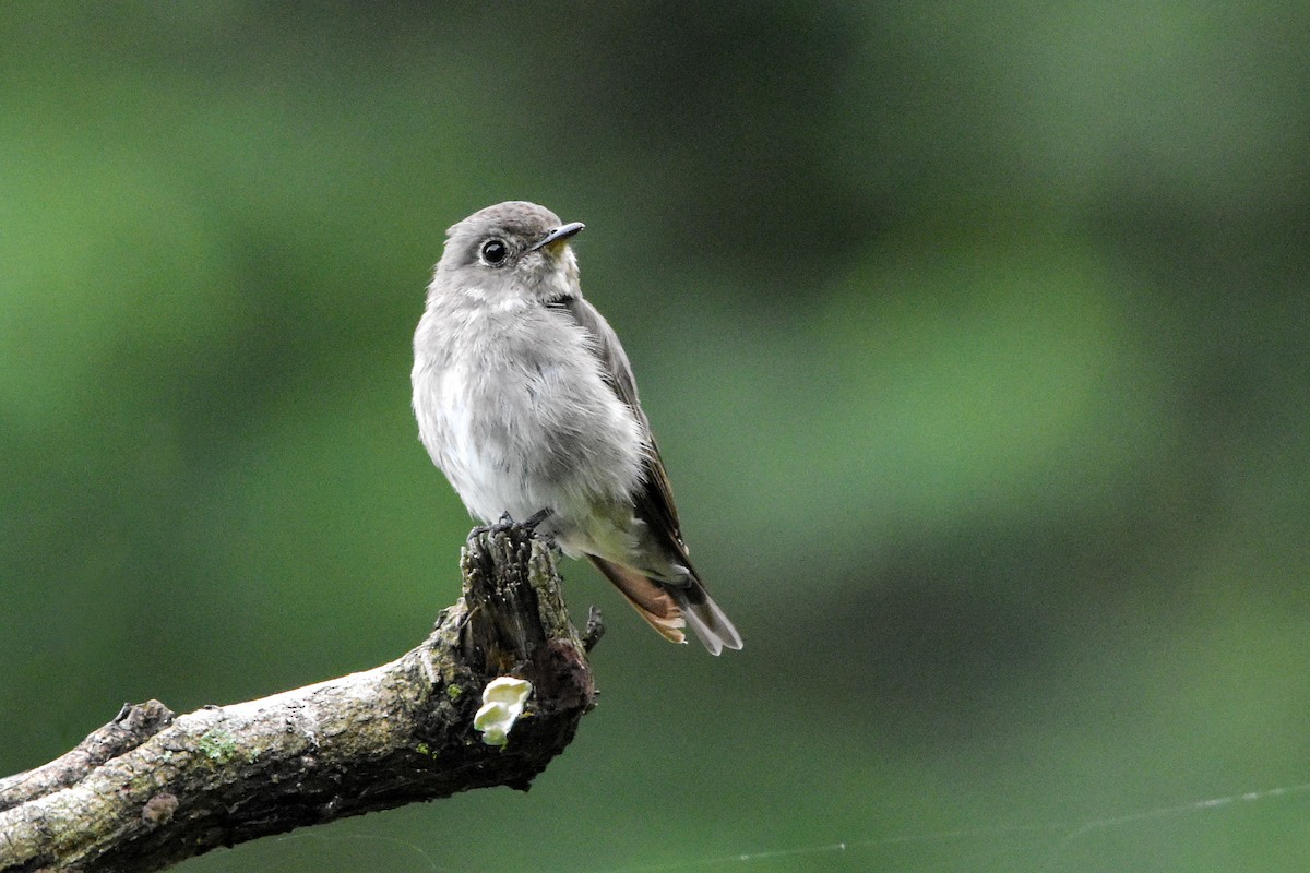 Dark-sided Flycatcher - ML608676212