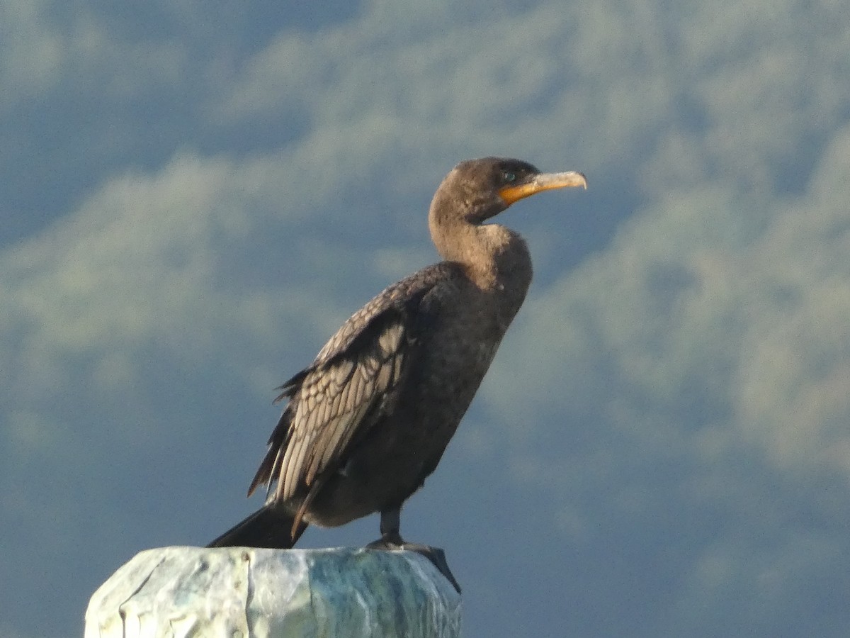 Cormoran à aigrettes - ML608676238