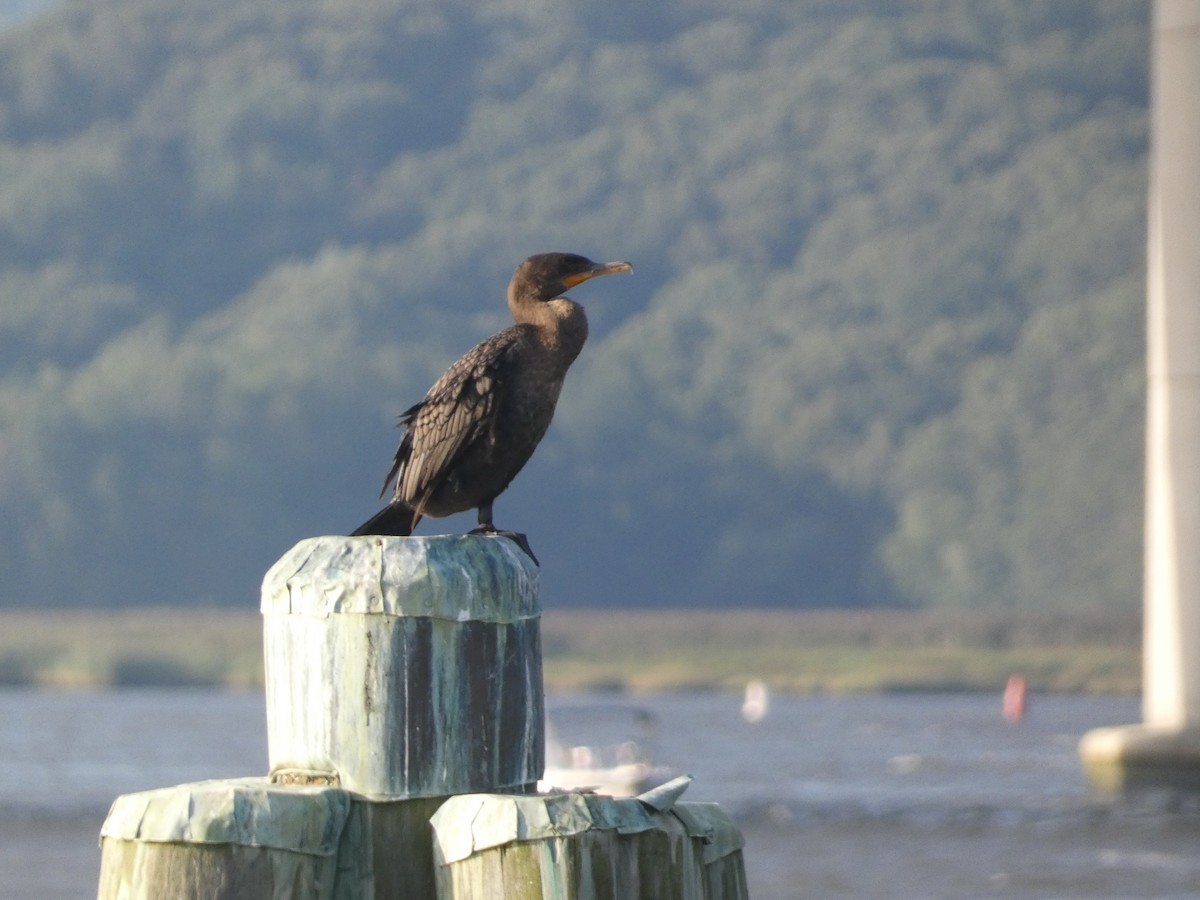 Double-crested Cormorant - ML608676239