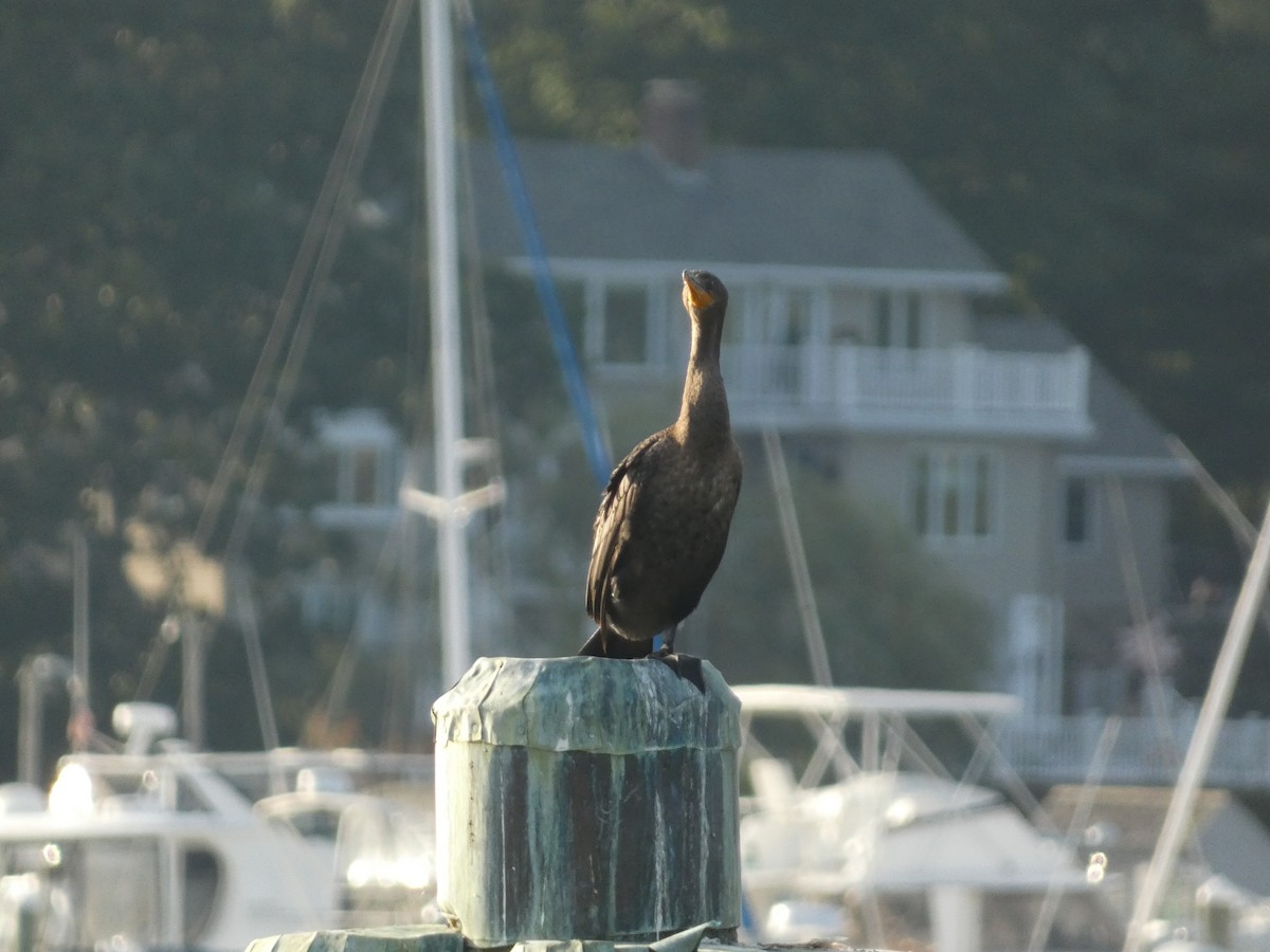 Double-crested Cormorant - ML608676240