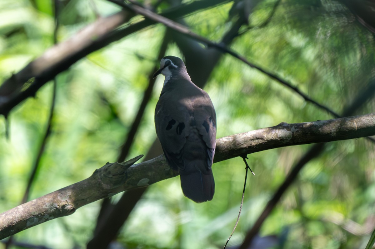 Tambourine Dove - ML608676252