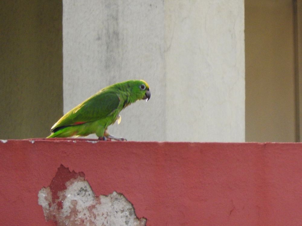 Yellow-crowned Parrot - ML608676318