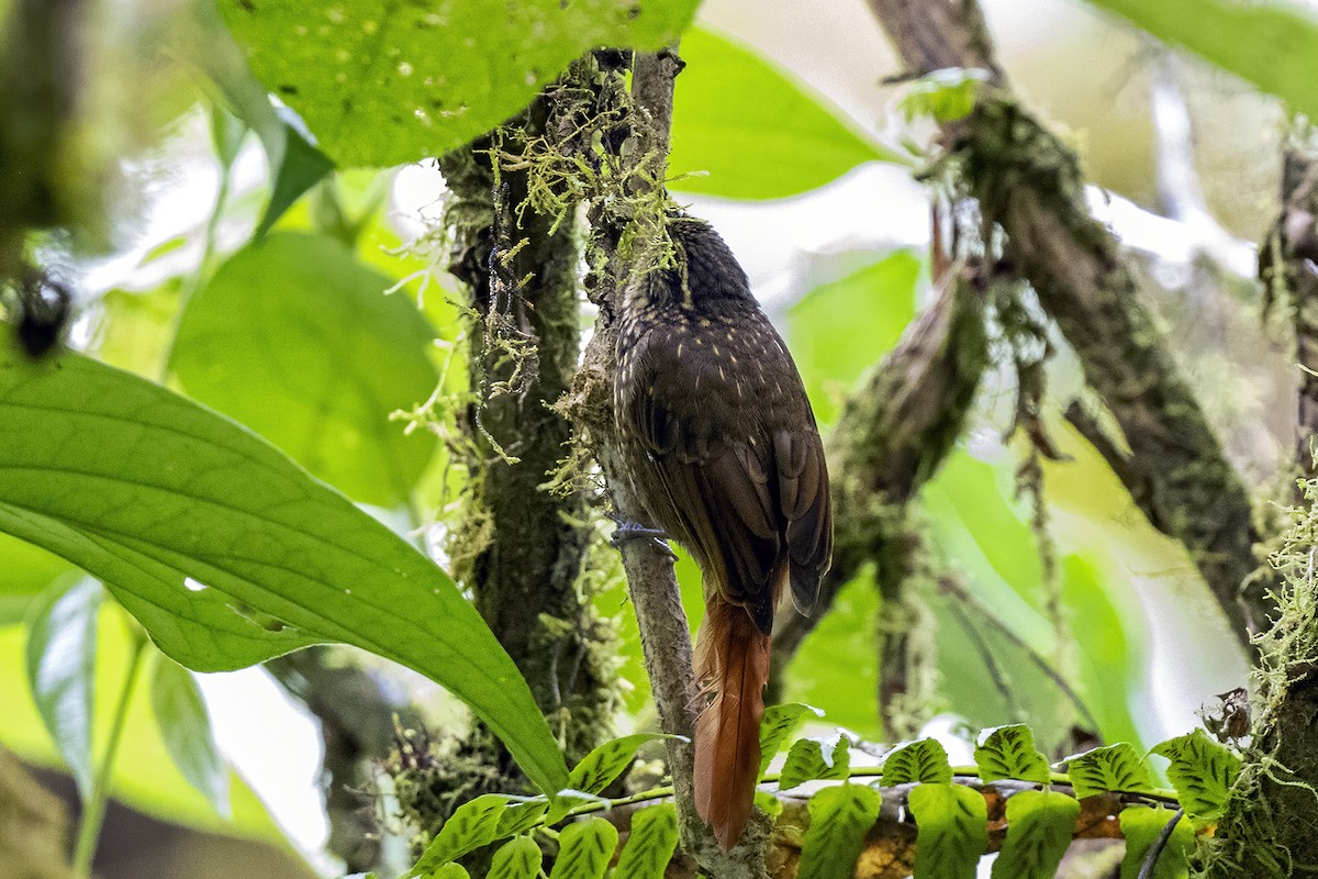 Rusty-winged Barbtail - Su Li