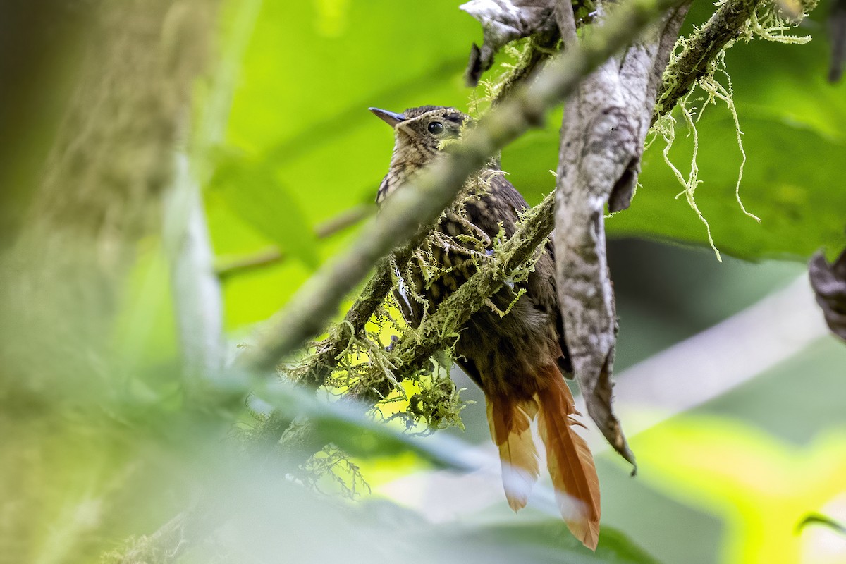 Rusty-winged Barbtail - ML608676320