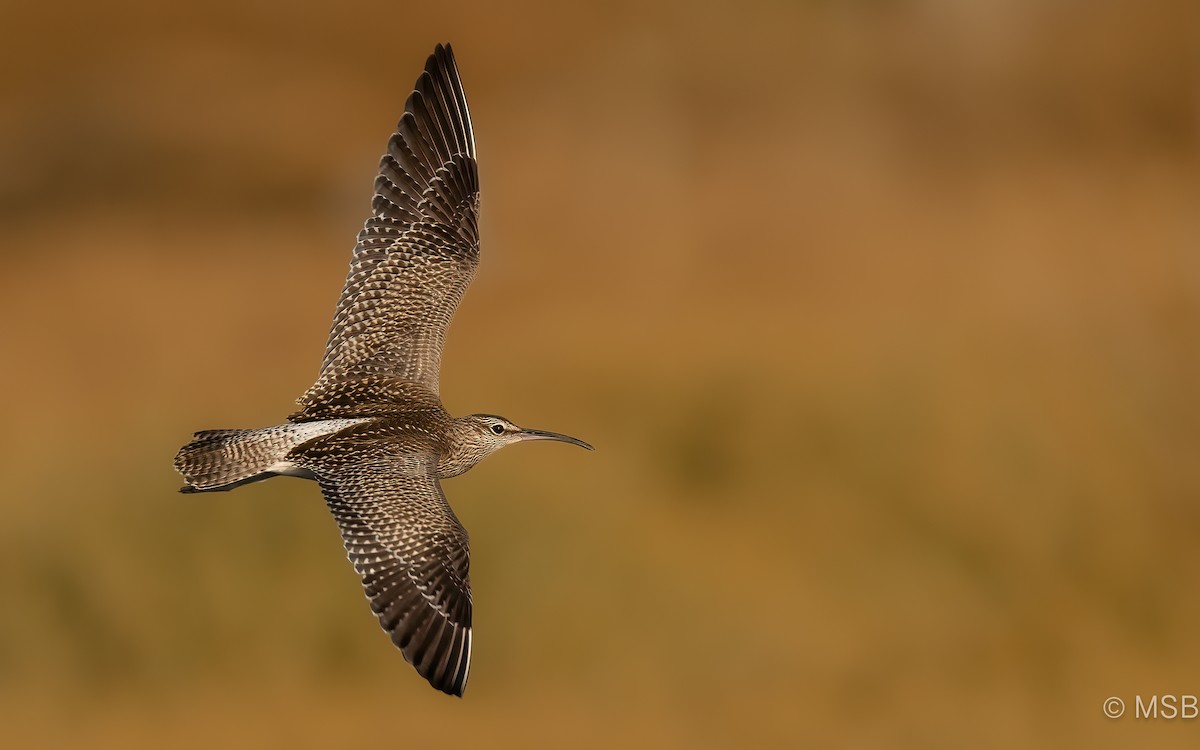 Eurasian Whimbrel - Mehmet Salih Bilal