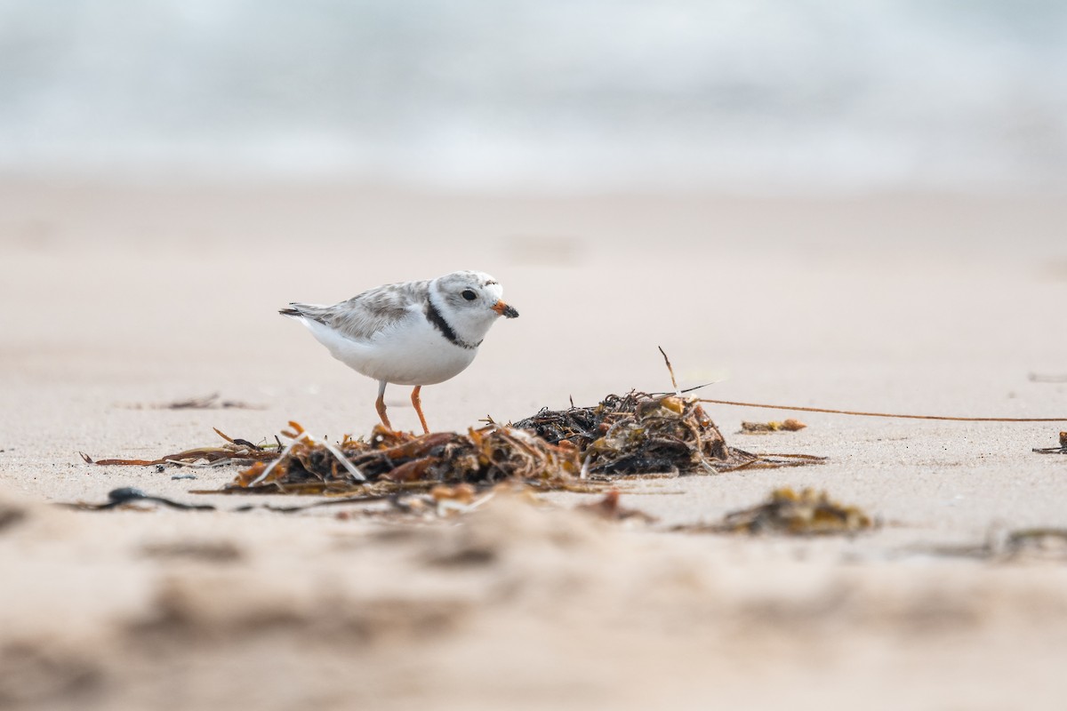 Piping Plover - Diane Demers