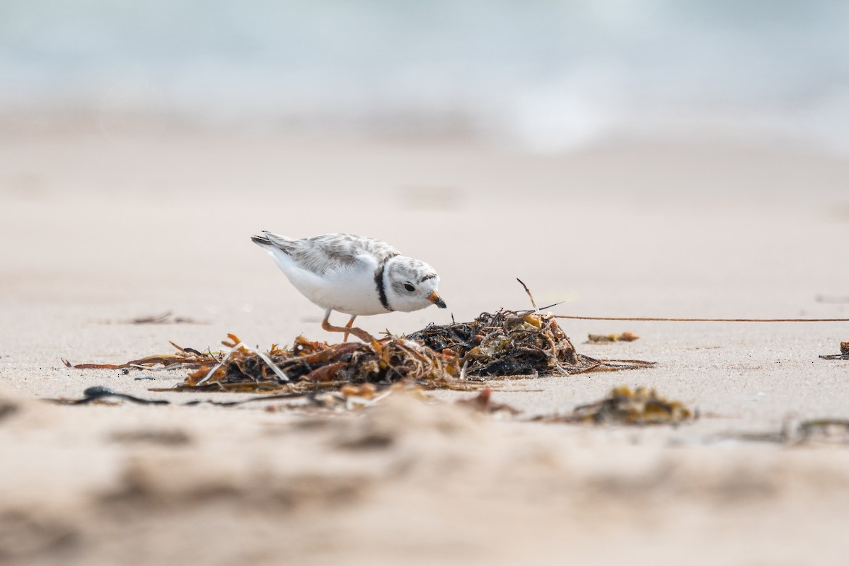 Piping Plover - Diane Demers