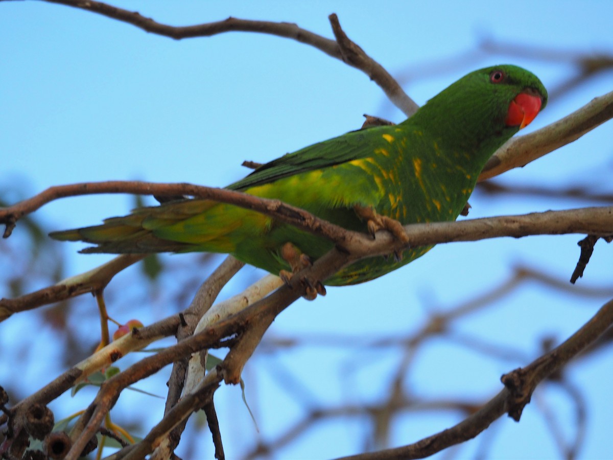 Scaly-breasted Lorikeet - ML60867661