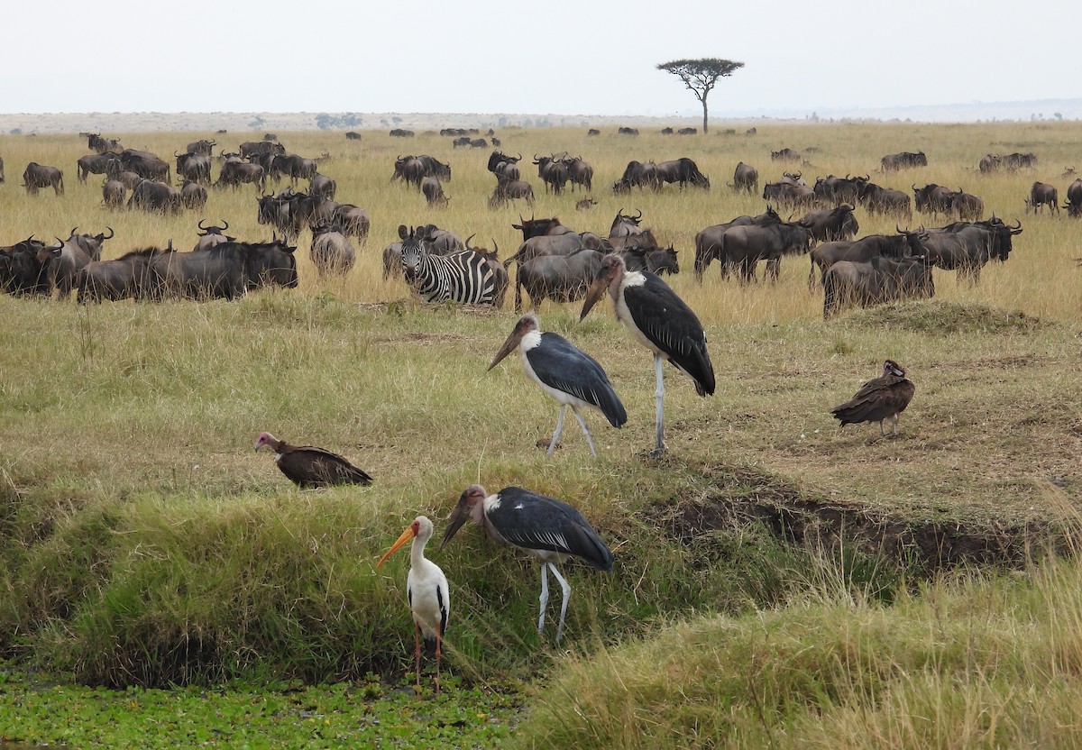 Yellow-billed Stork - ML608676625