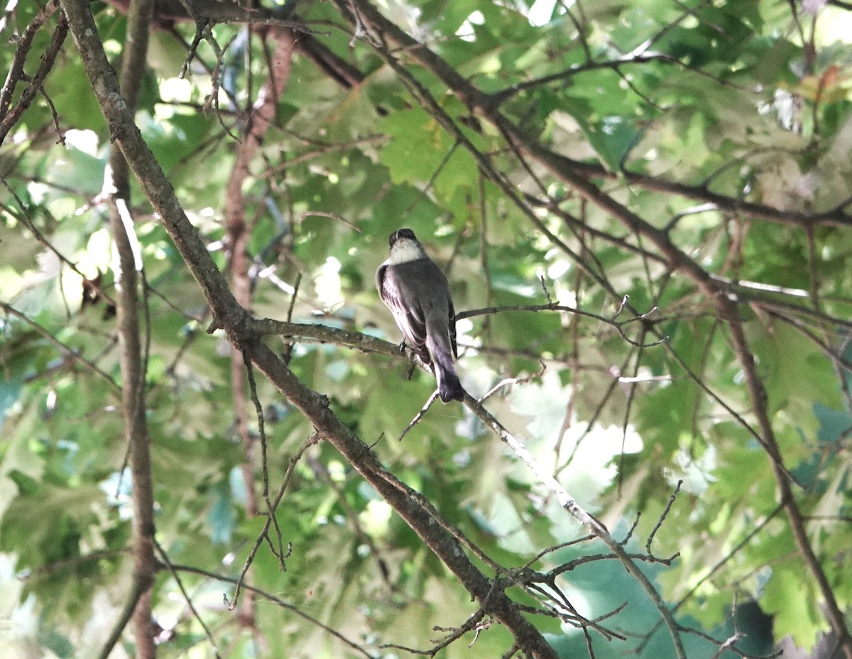 Eastern Phoebe - Brian Carlson