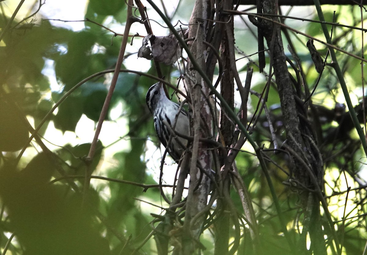 Black-and-white Warbler - Brian Carlson