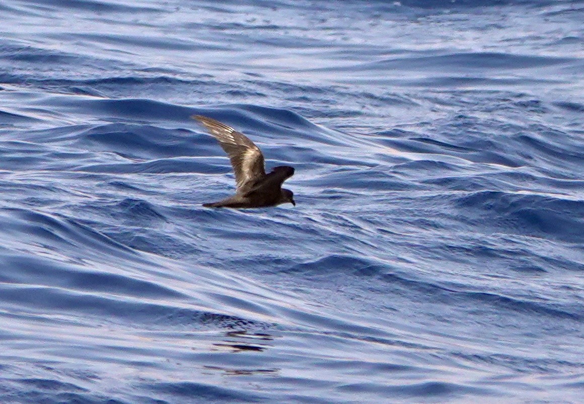 Swinhoe's Storm-Petrel - ML608676676