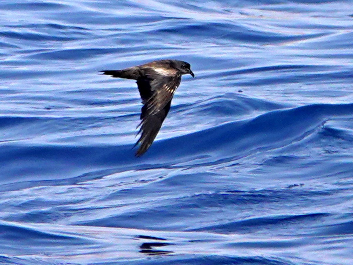 Swinhoe's Storm-Petrel - ML608676684