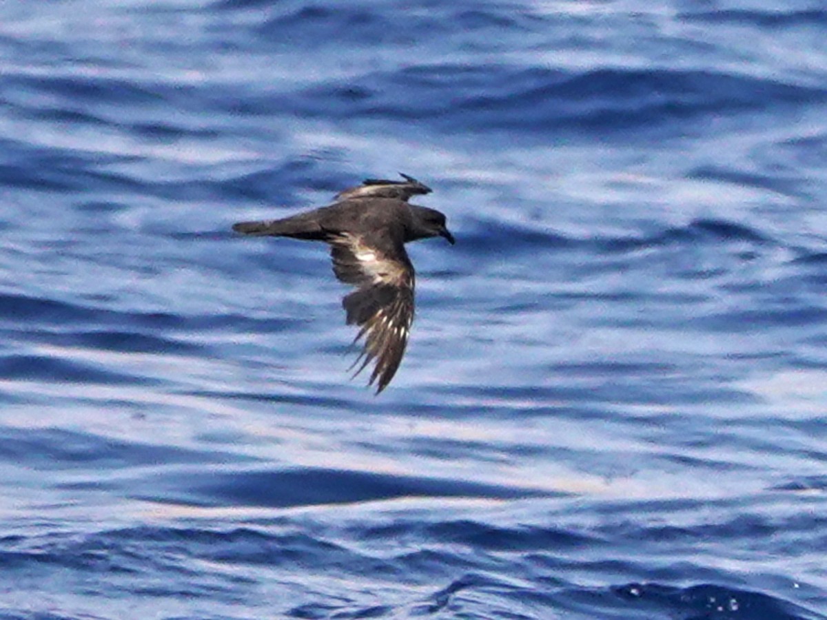 Swinhoe's Storm-Petrel - ML608676709