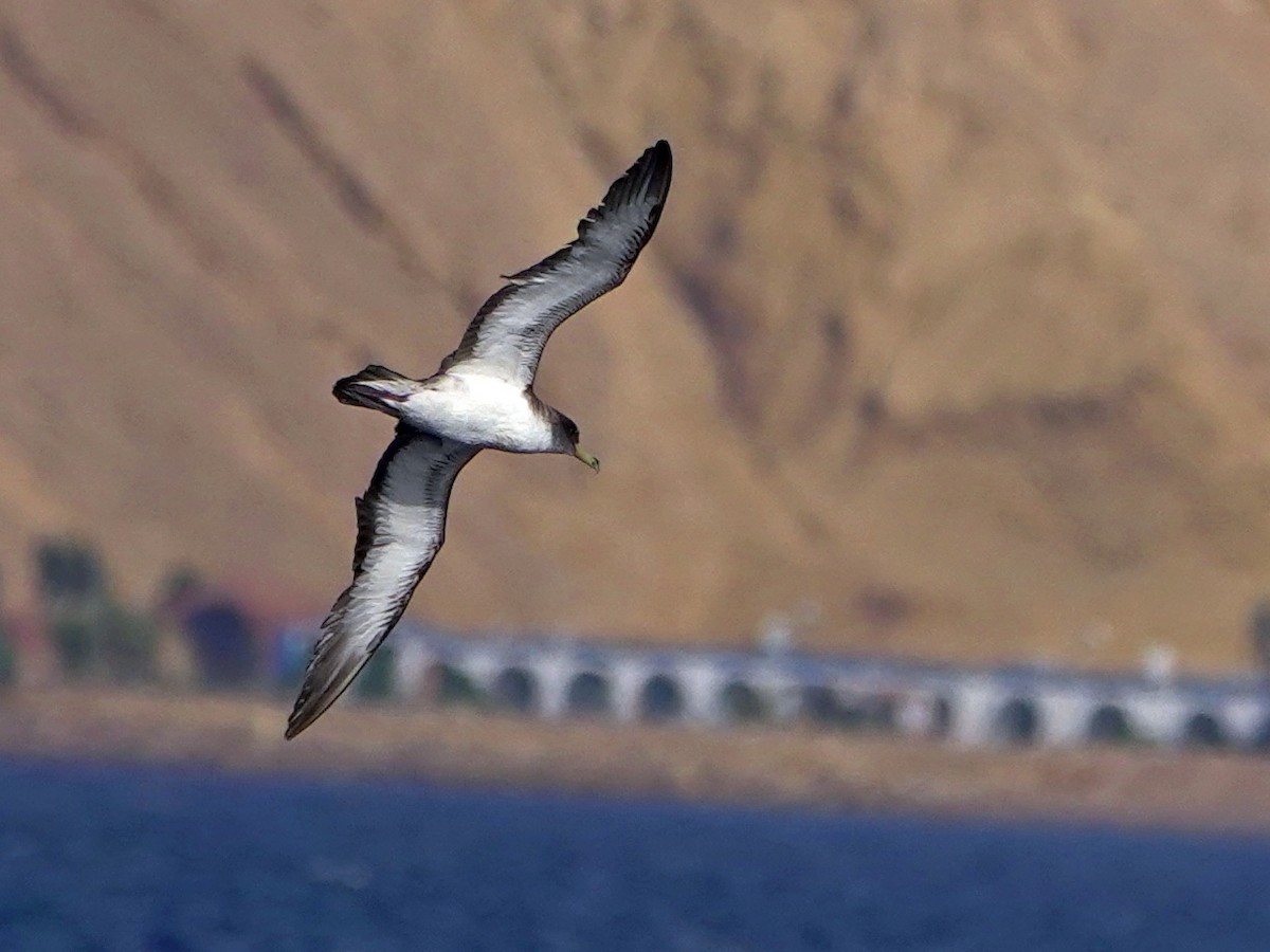 Cory's Shearwater - ML608676748