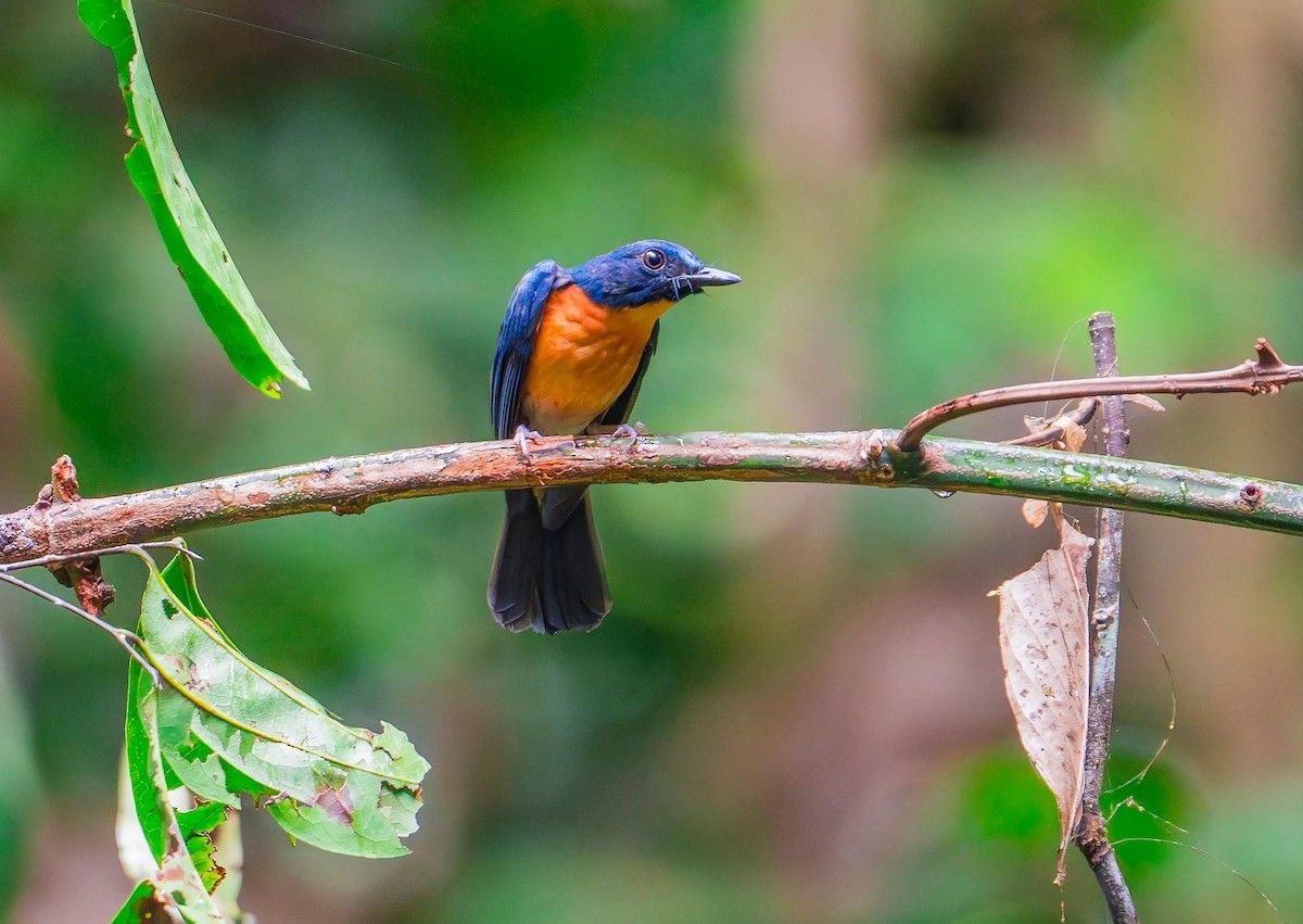 Sunda Blue Flycatcher - ML608676756