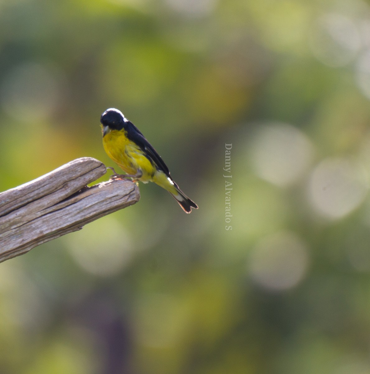 Lesser Goldfinch - Danny J Alvarado S