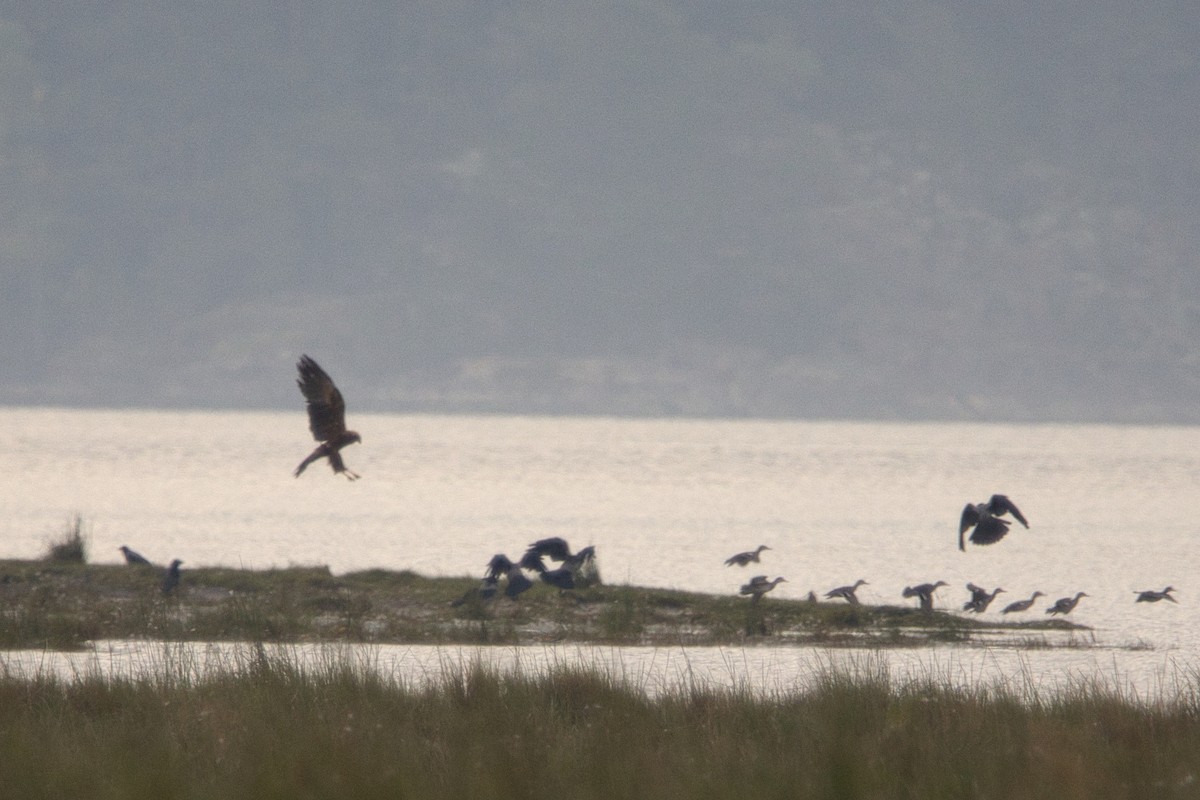 Western Marsh Harrier - ML608676761