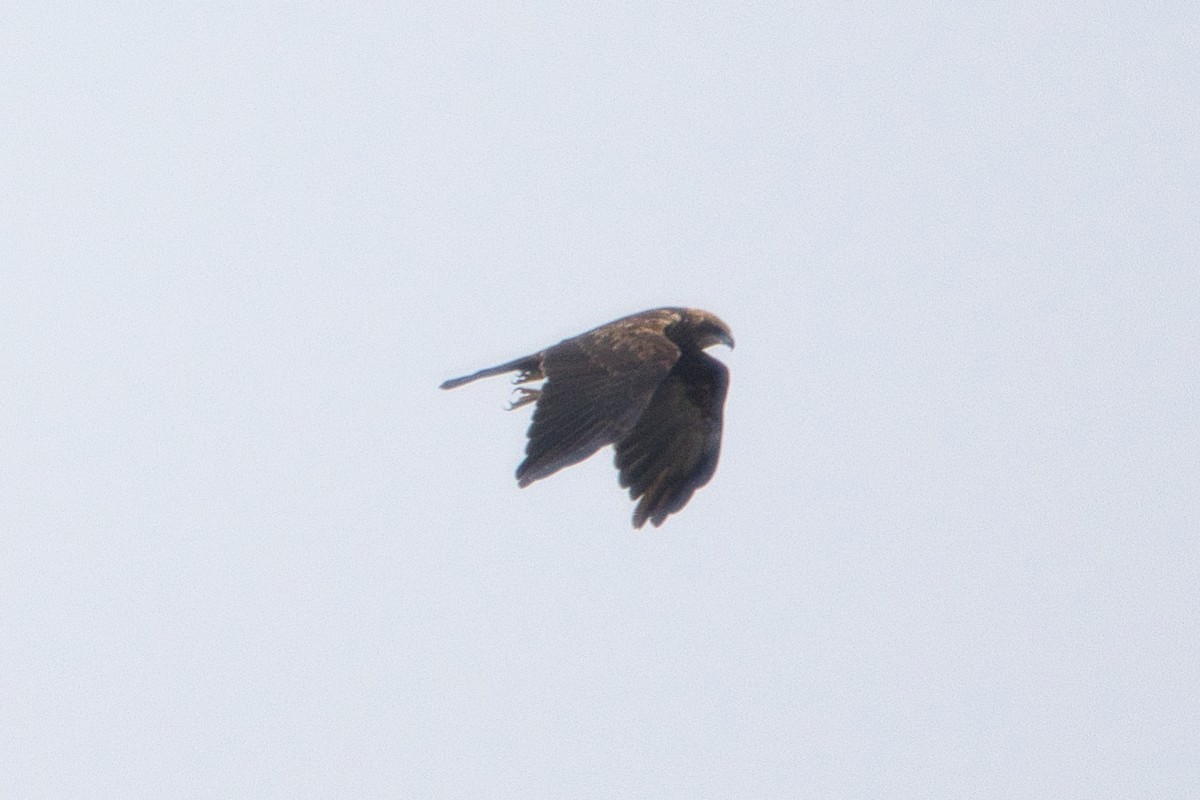 Western Marsh Harrier - ML608676762