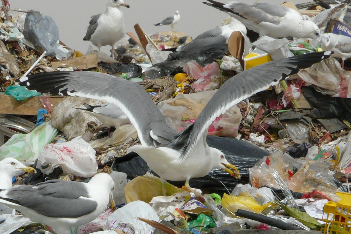 Lesser Black-backed Gull (Steppe) - ML608676771