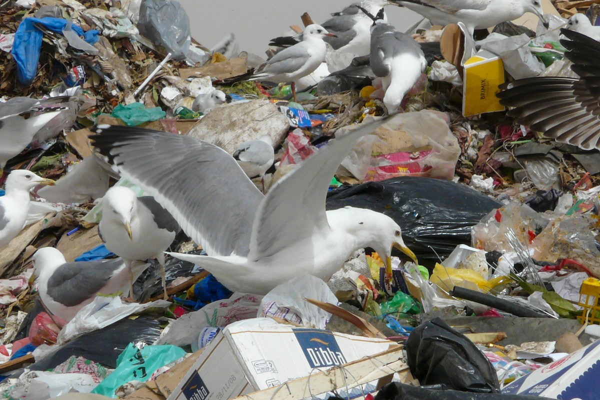 Lesser Black-backed Gull (Steppe) - ML608676773