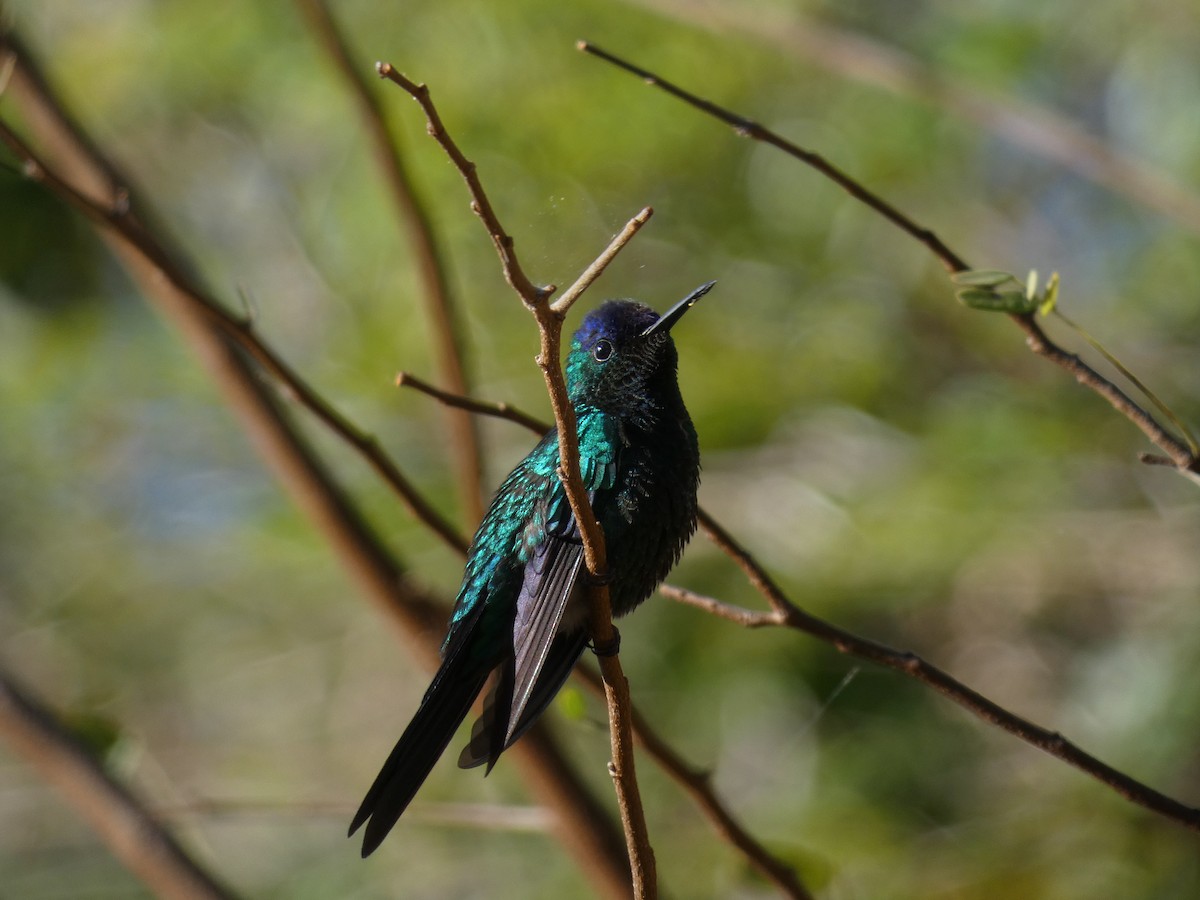 Violet-capped Woodnymph - ML608676780