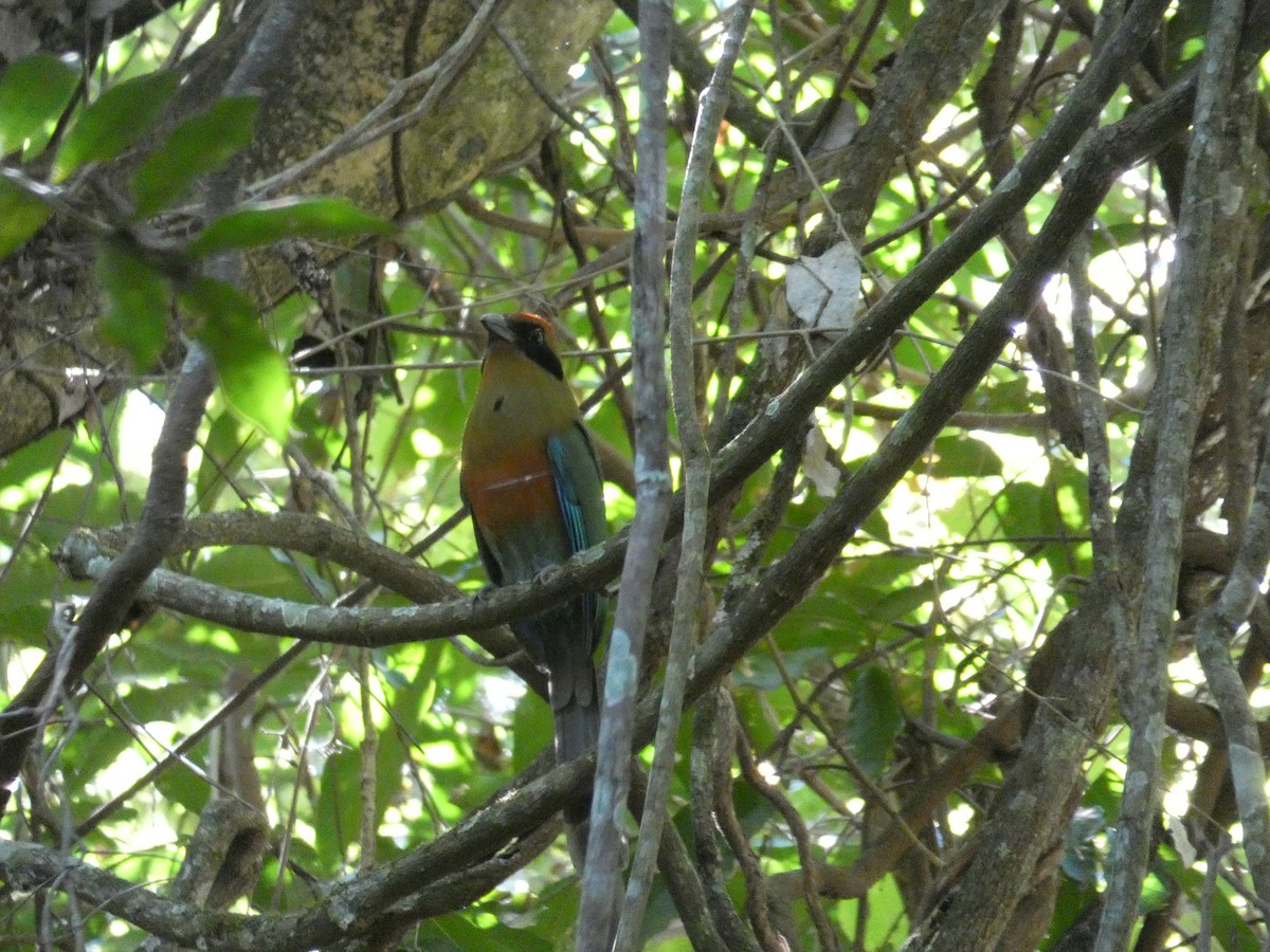 Rufous-capped Motmot - ML608676794