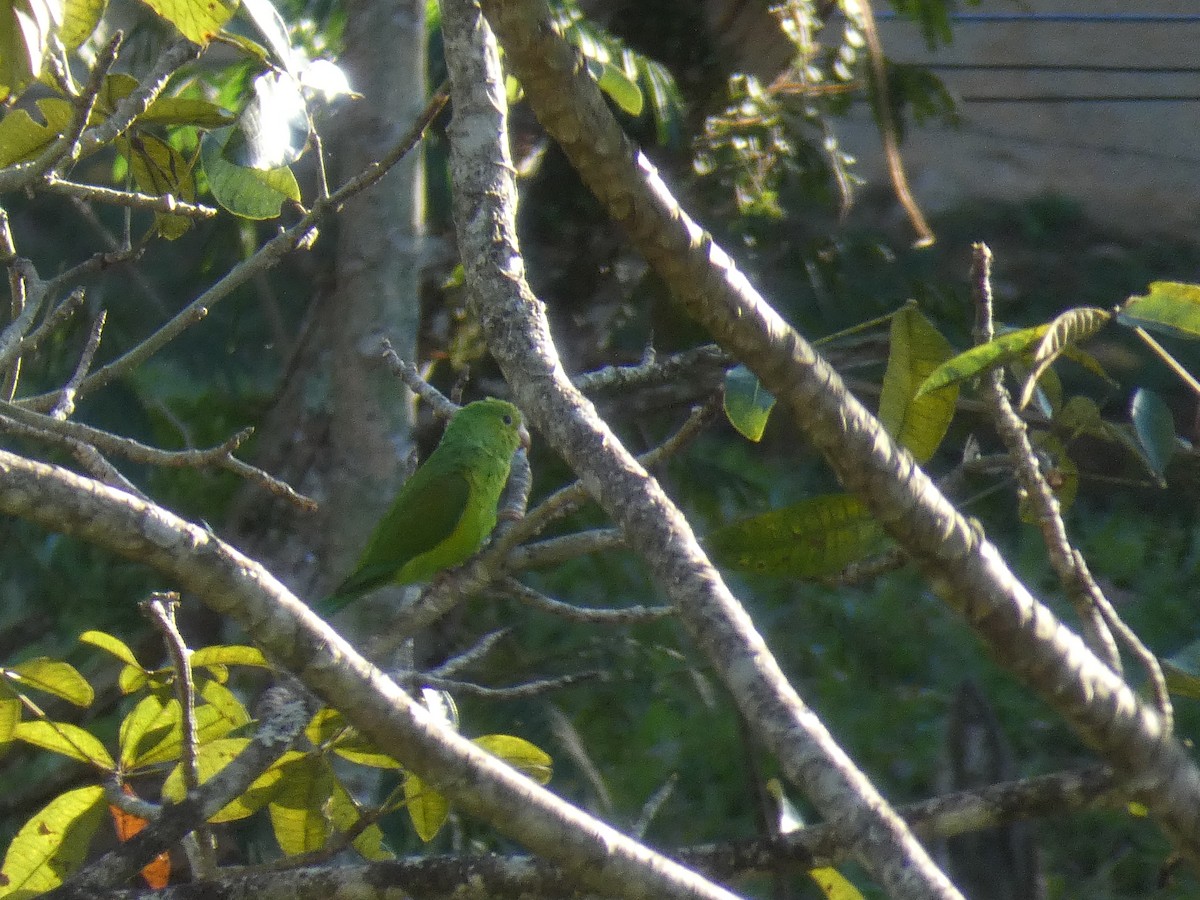 Plain Parakeet - ML608676800