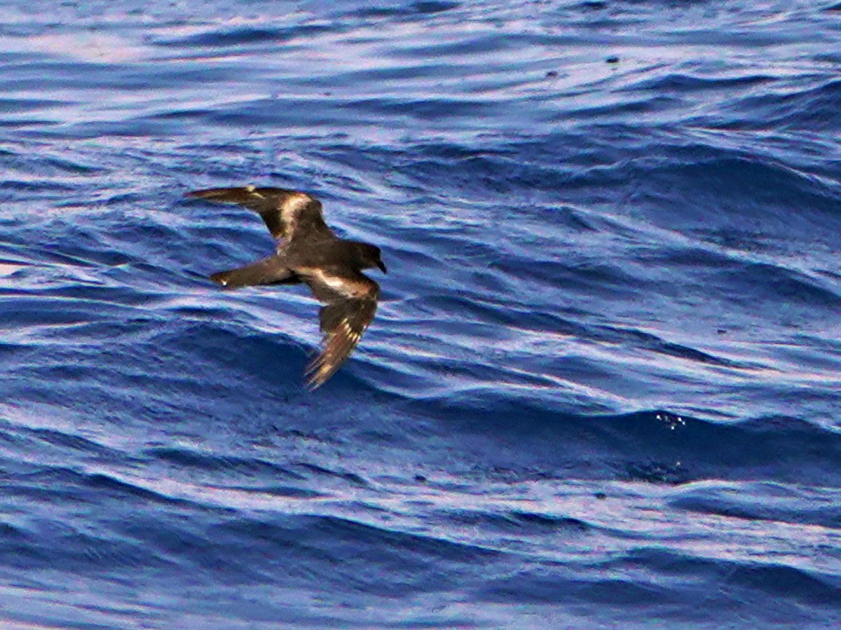 Swinhoe's Storm-Petrel - silverwing 123