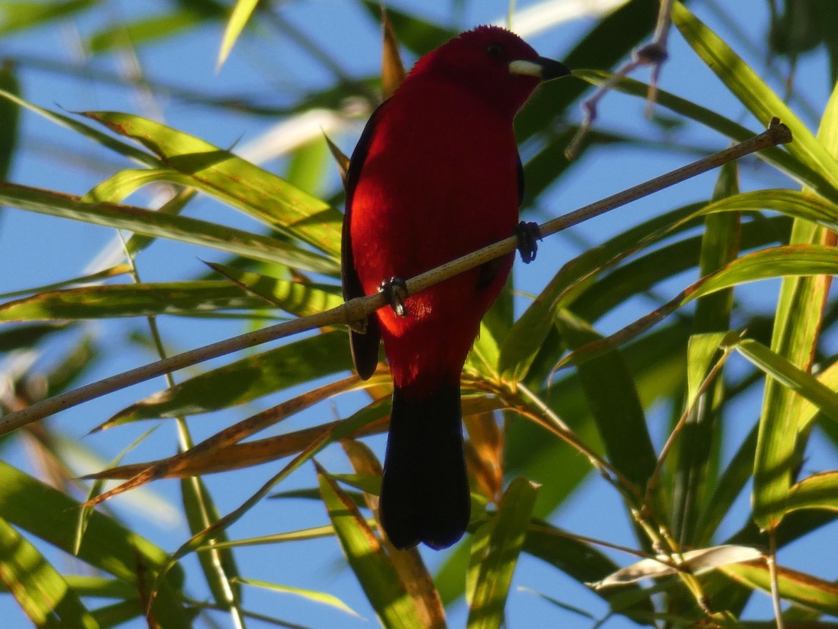 Tangara Brasileña - ML608676811