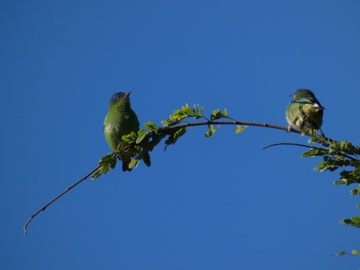 Blue Dacnis - ML608676819