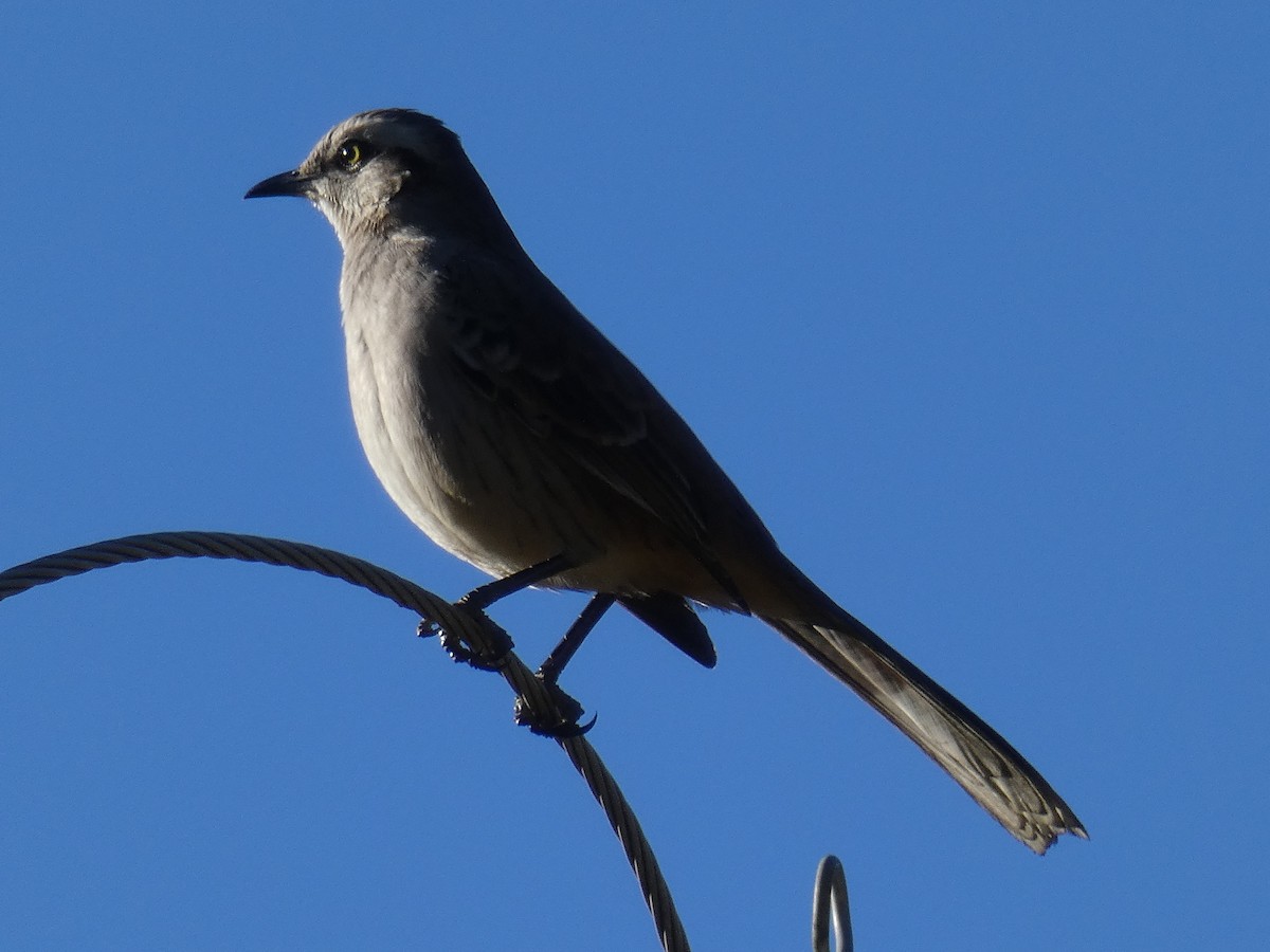 Chalk-browed Mockingbird - ML608676828