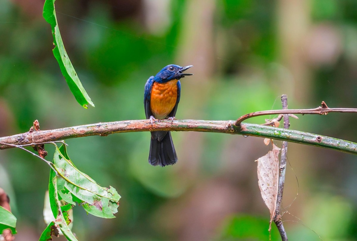 Sunda Blue Flycatcher - ML608676875